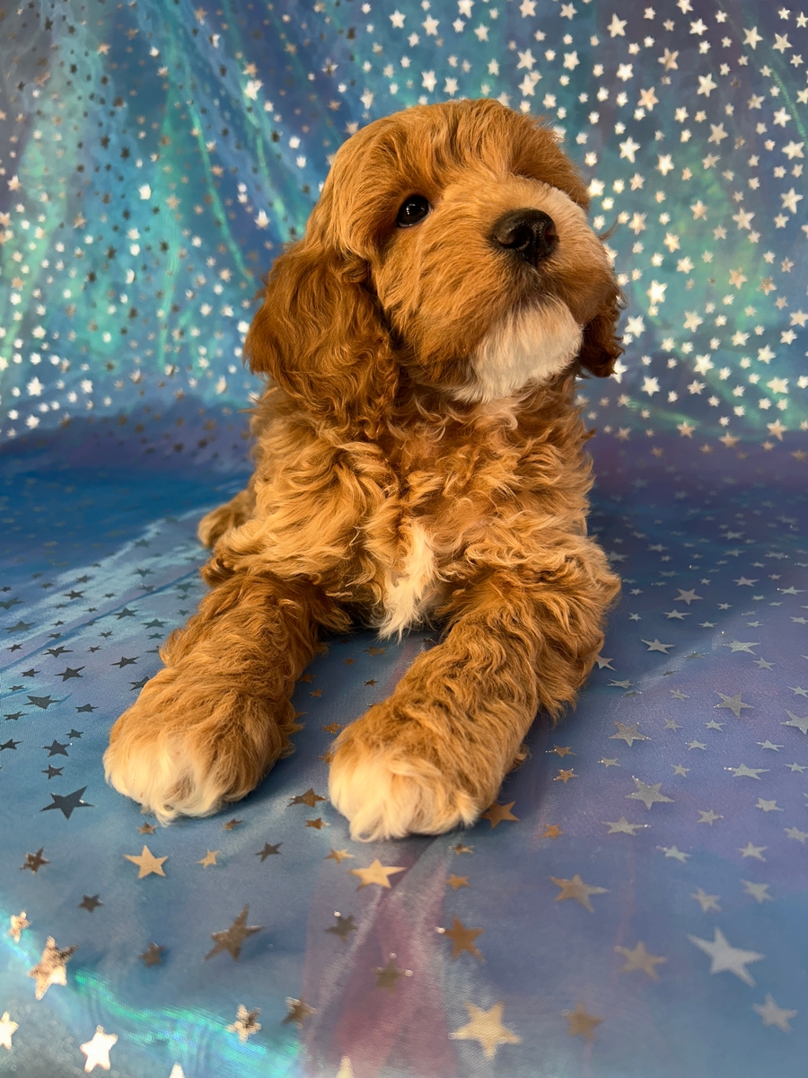 Male Cockapoo Puppy with White Markings for Sale DOB 1-5-2026 $950